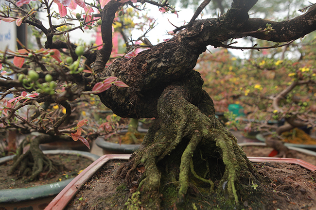 mai vang bonsai co thu gia bac trieu xuong pho “tim dai gia” choi tet hinh anh 5