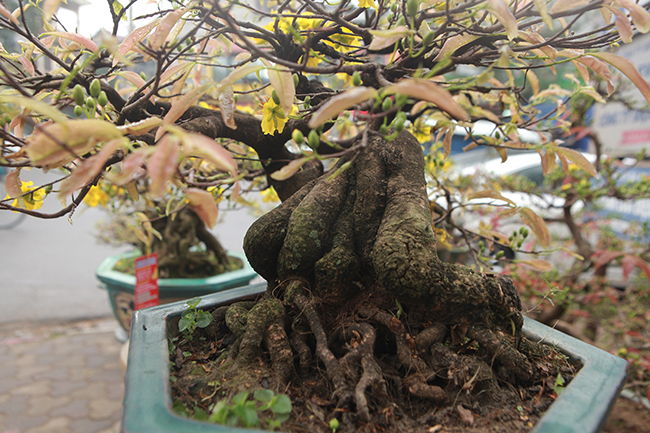mai vang bonsai co thu gia bac trieu xuong pho “tim dai gia” choi tet hinh anh 6