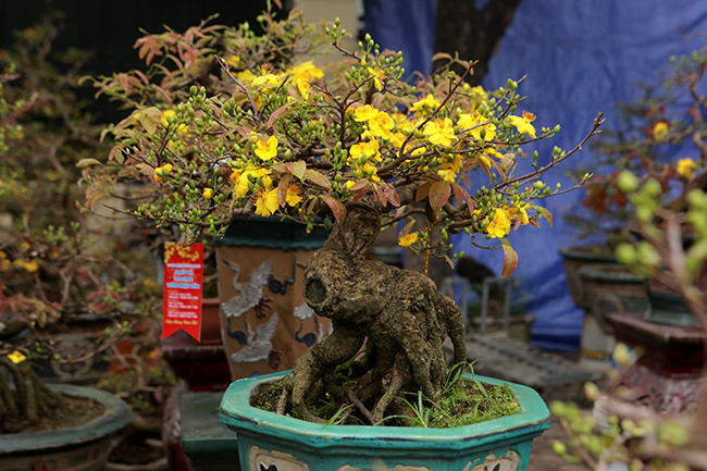 mai vang bonsai co thu gia bac trieu xuong pho “tim dai gia” choi tet hinh anh 9