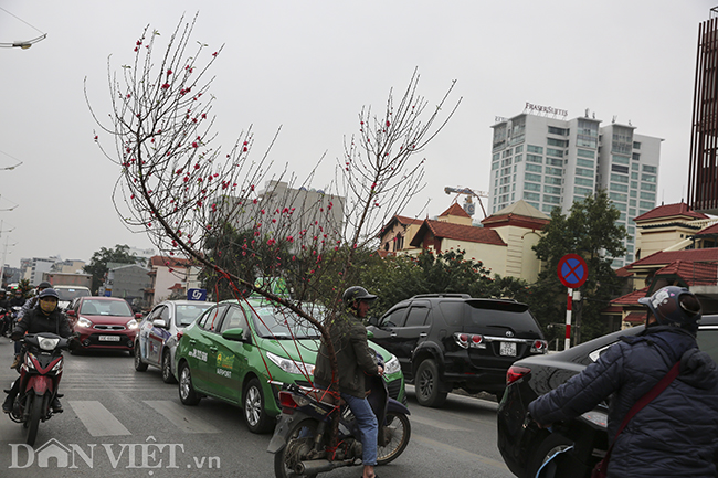 dao, quat chen chuc giua dong nguoi tai cho hoa lon nhat ha noi hinh anh 12