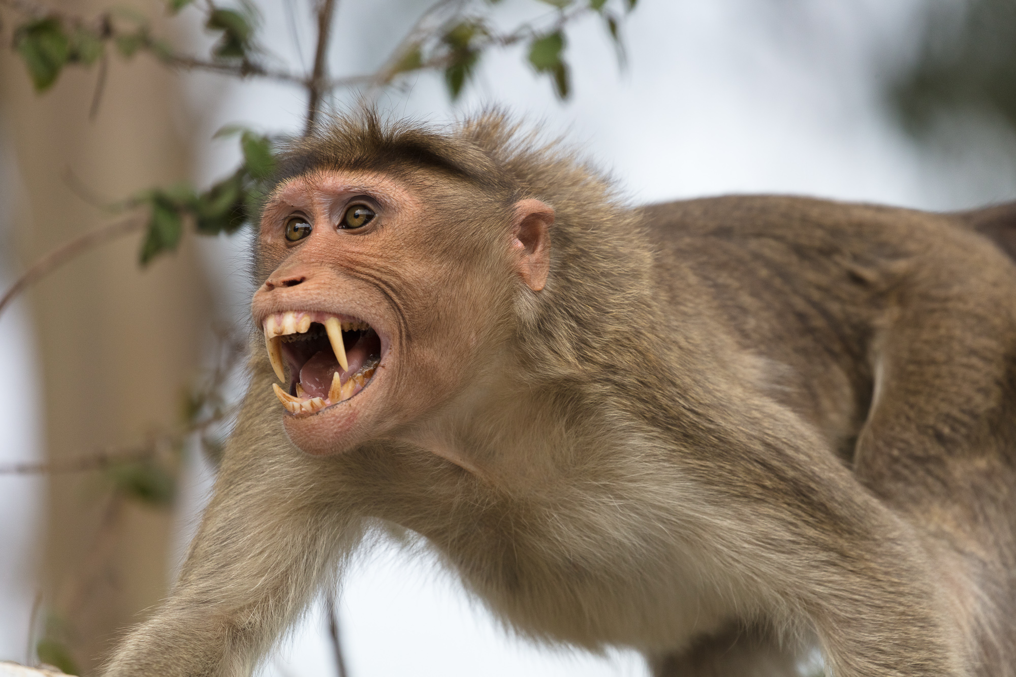 Khám phá thế giới của những chú khỉ hung dữ với những hành động vững vàng của chúng trong việc tìm kiếm thức ăn và bảo vệ lãnh thổ. Hãy xem ngay hình ảnh để hiểu rõ hơn về bản năng sinh tồn của các con khỉ.