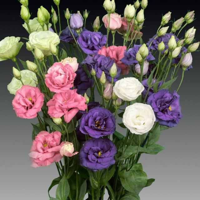 5 loại hoa cắm bàn thờ dịp Tết hút tài lộc, may mắn trong năm mới - Ảnh 4.