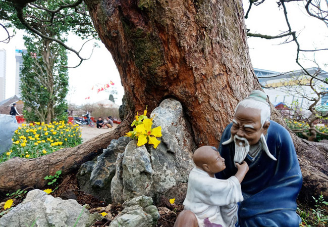 dai gia thanh hoa mua cay mai co tu hue ve trung o hoi cho, het gia nua ty dong hinh anh 8