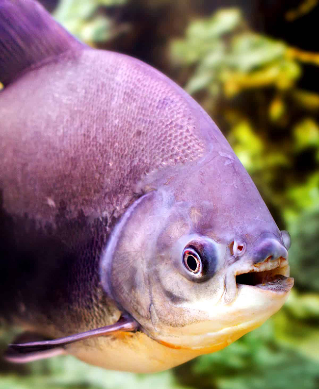 scary-the-fish-has-the-same-teeth-as-humans-likes-to-bite-men-s-penis