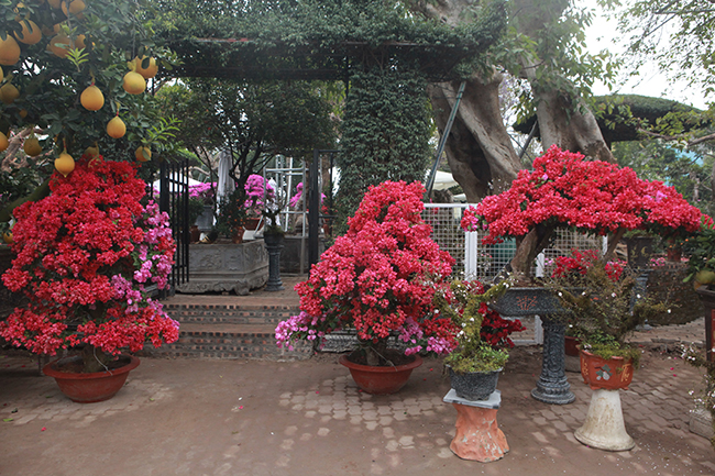 bonsai hoa giay thai lan hong ruc, gia chuc trieu van hut khach ha thanh hinh anh 1