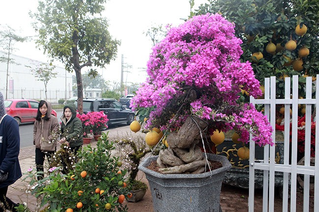 bonsai hoa giay thai lan hong ruc, gia chuc trieu van hut khach ha thanh hinh anh 11