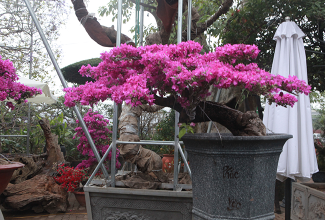 bonsai hoa giay thai lan hong ruc, gia chuc trieu van hut khach ha thanh hinh anh 15