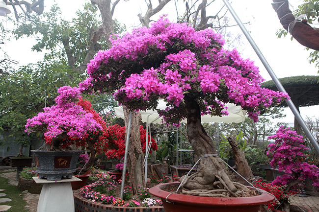 bonsai hoa giay thai lan hong ruc, gia chuc trieu van hut khach ha thanh hinh anh 17