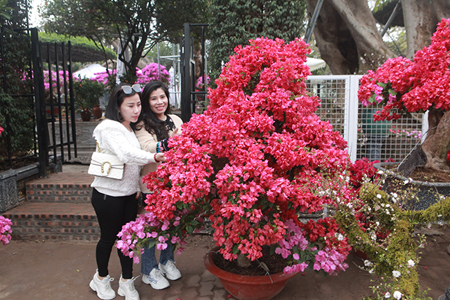 bonsai hoa giay thai lan hong ruc, gia chuc trieu van hut khach ha thanh hinh anh 2