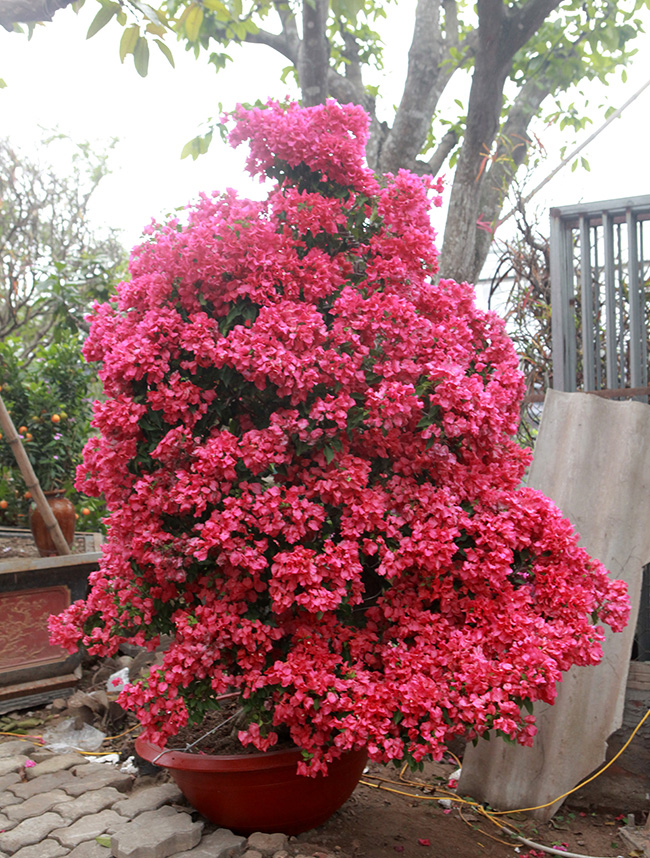 bonsai hoa giay thai lan hong ruc, gia chuc trieu van hut khach ha thanh hinh anh 7