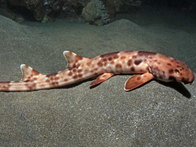 Phát hiện loài cá mập kỳ quái biết đi bộ tại Australia
