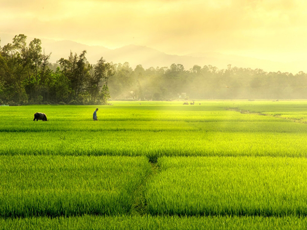 Những sắc màu cánh đồng lúa ở Tịnh Biên - VnExpress Du lịch