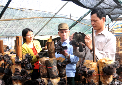 Làm giàu từ trồng nấm bào ngư mộc nhĩ  Báo Thái Bình điện tử