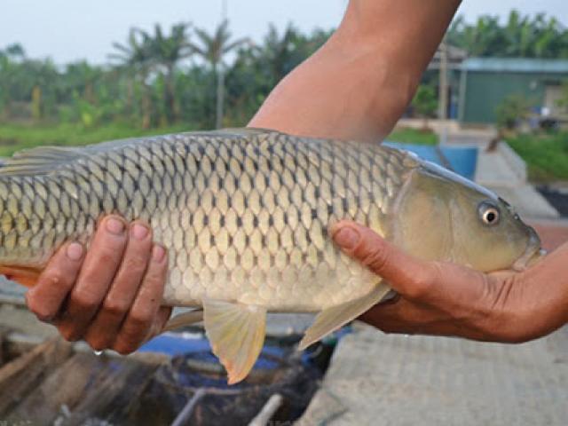 Làng tỷ phú cá chép giòn thở phào, giá bật tăng, lượng bán gấp đôi