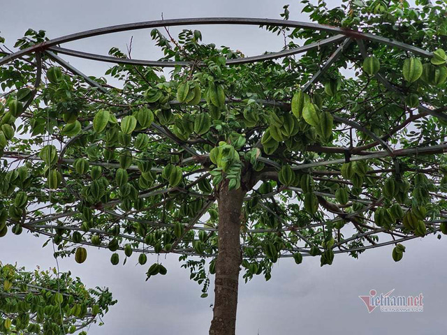 Cây Khế  Salalagreen