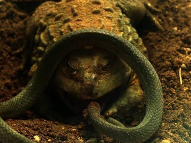 Pha chui từ dưới đất lên tấn công rắn của ếch khổng lồ và cái kết bất ngờ