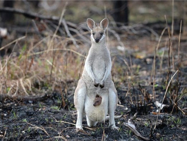 dieu ky dieu gay bat ngo cho nguoi xem sau vu chay rung o australia hinh anh 11