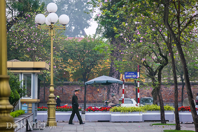 ngam hoa ban tay bac no bung ruc ro, dep nao long giua pho ha noi hinh anh 13