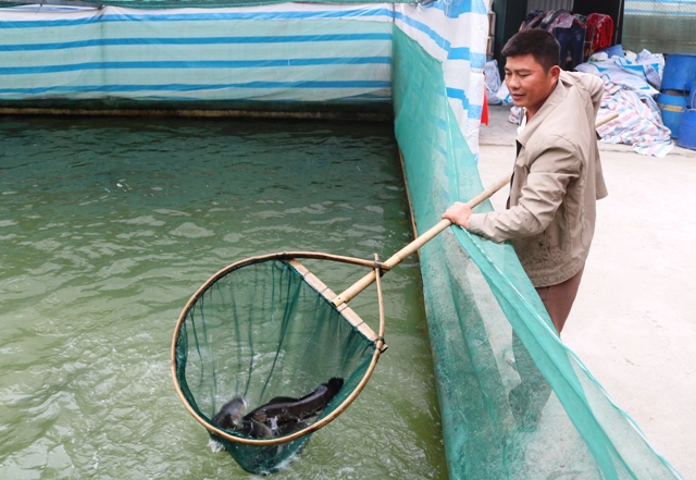 Nuôi cá lóc dày đặc trong bể xi măng mà xây