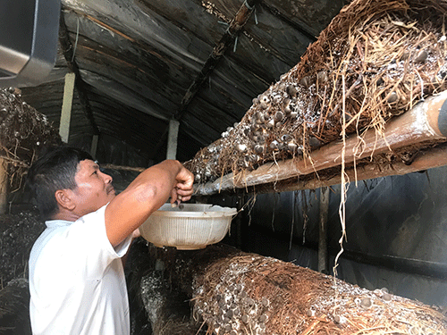 Đà Nẵng: Trồng nấm rơm trong nhà không khó, bán 100 ngàn/ký