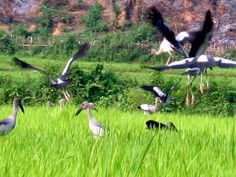 Phát hiện chim lạ, người dân nên báo cho các cơ quan bảo vệ động vật hoang dã.