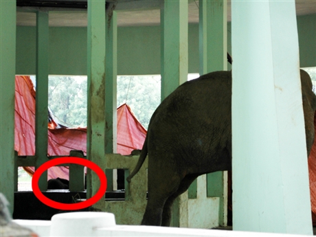 Bạt được phủ kín quanh khu vực voi Krông bị chết.