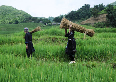 Vận chuyển lanh từ rừng về