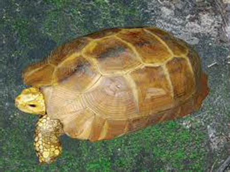 Rùa vàng (ảnh minh họa)