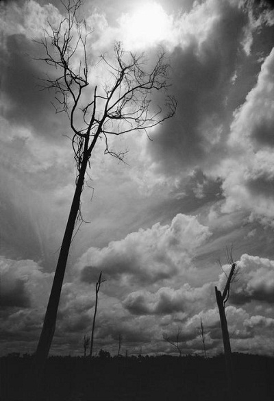 Những thân cây trơ trụi ở Tây Ninh - hậu quả của việc quân Mỹ phun chất diệt cỏ.