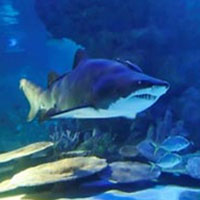 Bào thai cá mập hổ ăn thịt nhau trong bụng mẹ