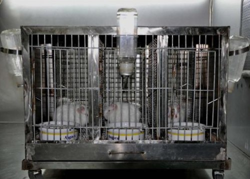 Chuột lang được sử dụng trong các thí nghiệm để kiểm tra độc lực của virus cúm.