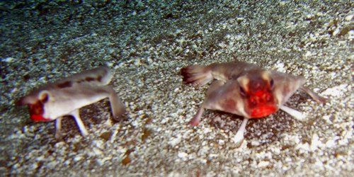 Scientists often find bat fish in tropical waters.  Photo: reef.org