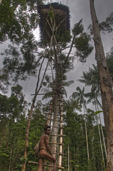 Người Korowai dựng nhà ở trên ngọn cây