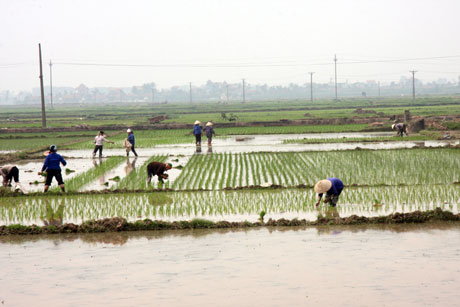 Huyện Chương Mỹ là địa phương làm tốt công tác dồn điền, đổi thửa. (Nguồn: HNM)