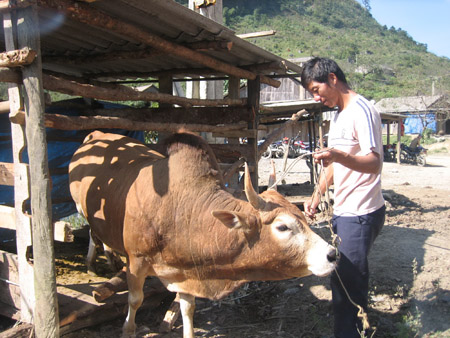 Nhiều hộ nghèo xã Nậm Cắn, huyện Kỳ Sơn (Nghệ An) vay vốn ưu đãi nuôi bò.