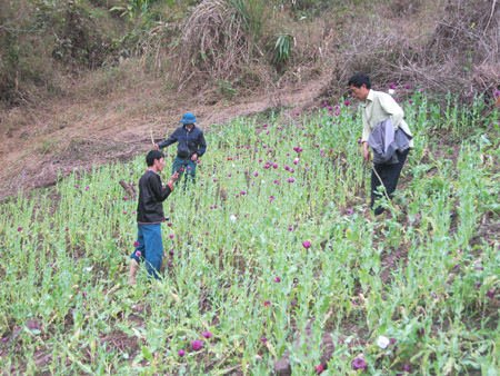 Lực lượng chức năng triệt phá một đám nương thuốc phiện đang ra hoa ở xã Tà Tổng.
