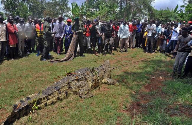 Con cá sấu bị bắt trước sự vui mừng của người dân. (Nguồn: AFP)