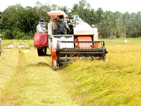 Thu hoạch lúa đông    xuân ở huyện Cái Bè (Tiền Giang).