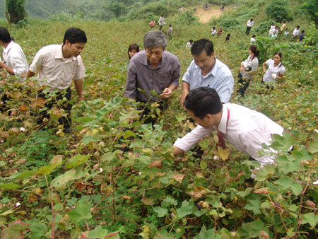 	Nhiều hộ ND xã Lăng Can, huyện Lâm Bình (Tuyên Quang) vay vốn Quỹ HTND trồng bông lai.