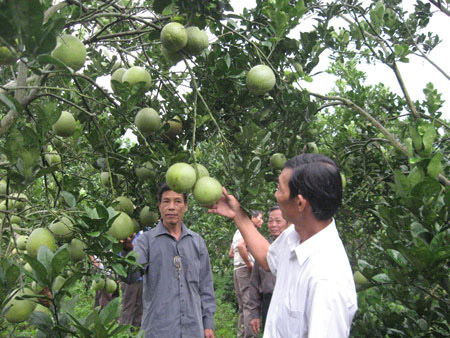 Vườn bưởi ở xã Lực Hành.