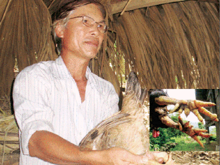 Một con gà có đủ 9 cựa ở xã Xuân Sơn đang được chọn nhân giống.  