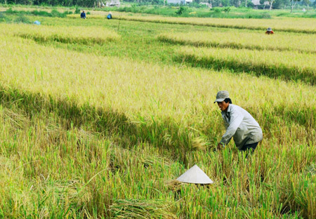 Lúa gạo Việt Nam có giá trị thấp trên thị trường xuất khẩu là do thiếu giống tốt, bị pha trộn nhiều loại lúa khác nhau. (Tác giả ảnh: Thanh Cường)