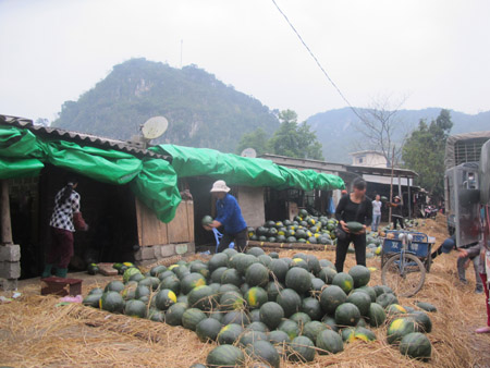 Cần sớm tổ chức lại thị trường hiệu quả để nông dân không còn cảnh được mùa – mất giá (tác giả ảnh: Thanh Xuân) 