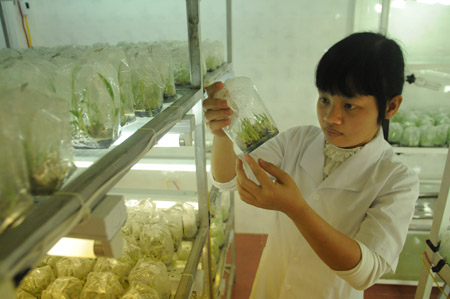 	Kiểm nghiệm giống trong phòng nuôi cấy mô tế bào tại Viện Nghiên cứu  rau quả (Gia Lâm, Hà Nội). 
