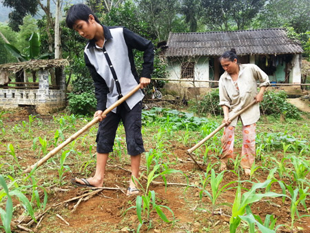 Em Phạm Văn Hảo được trở về đoàn tụ với gia đình và giúp mẹ chăm sóc vườn ngô. 