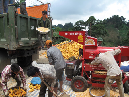 Giá ngô trong nước liên tục giảm trong khi nhập khẩu     tăng mạnh (ảnh chụp tại Mộc Châu, Sơn La).