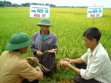 Ruộng lúa bón phân NEB-26 tại Ninh Bình. 