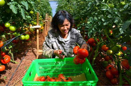 Trang trại trồng cà chua giống mới cho năng suất cao ở Đà Lạt, Lâm Đồng. 
