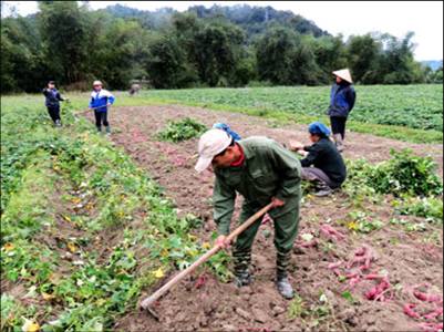 Bà con bản Phiêng Lơi thu hoạch khoai lang tên đất lúa một vụ.