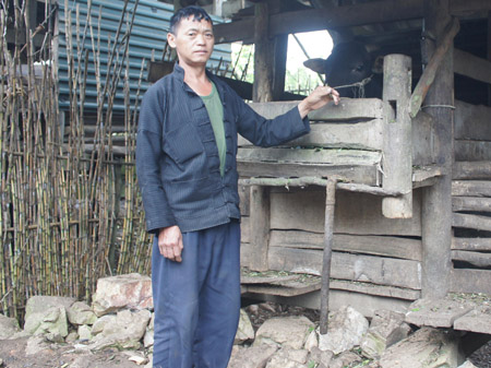 Nhờ mô hình, nhiều hộ dân nghèo ở xã Phong Quang đã có bò giống để phát triển chăn nuôi.